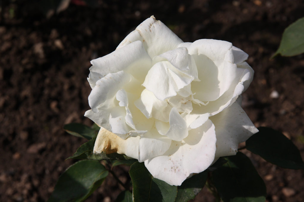 růže Lums Double White