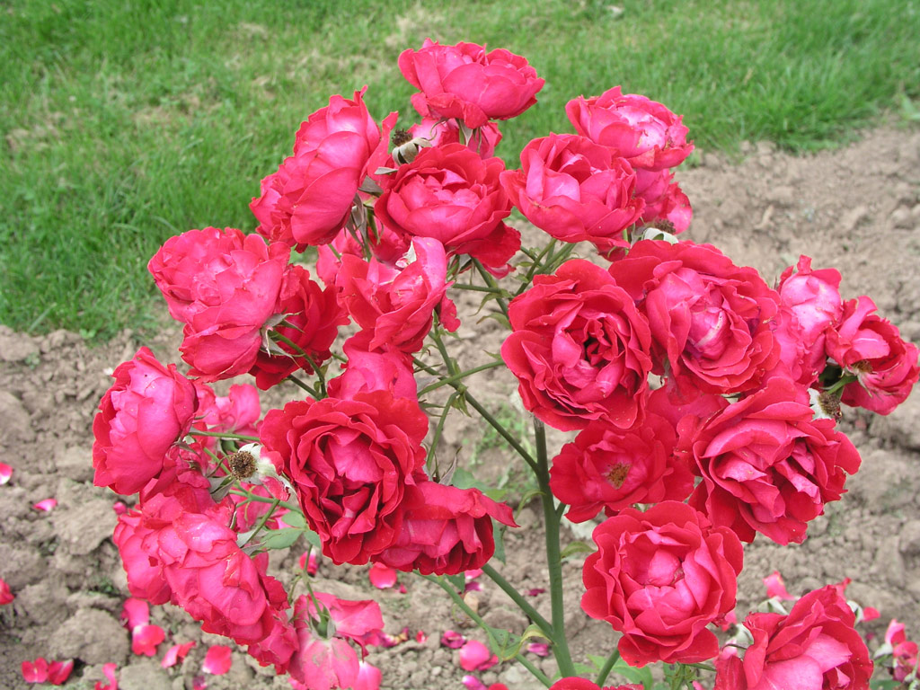 růže Lunds Jubilum