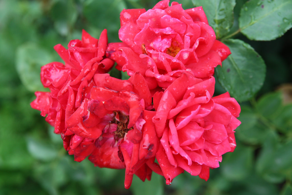 růže Madch Imre Emlke