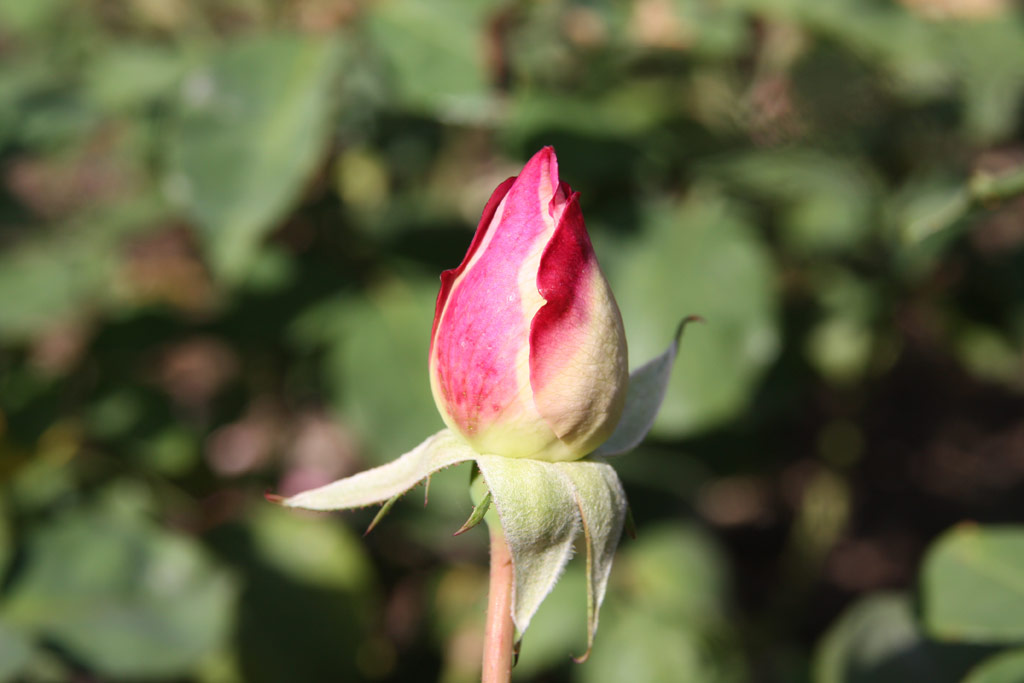 růže Madame Camille