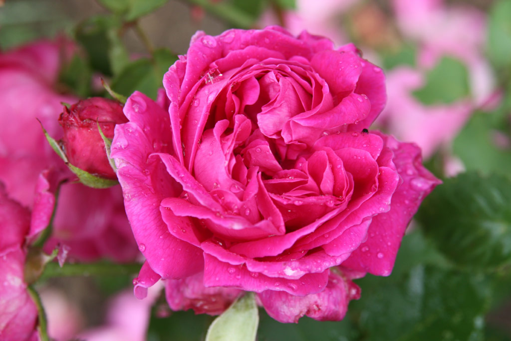 růže Madame Dubost