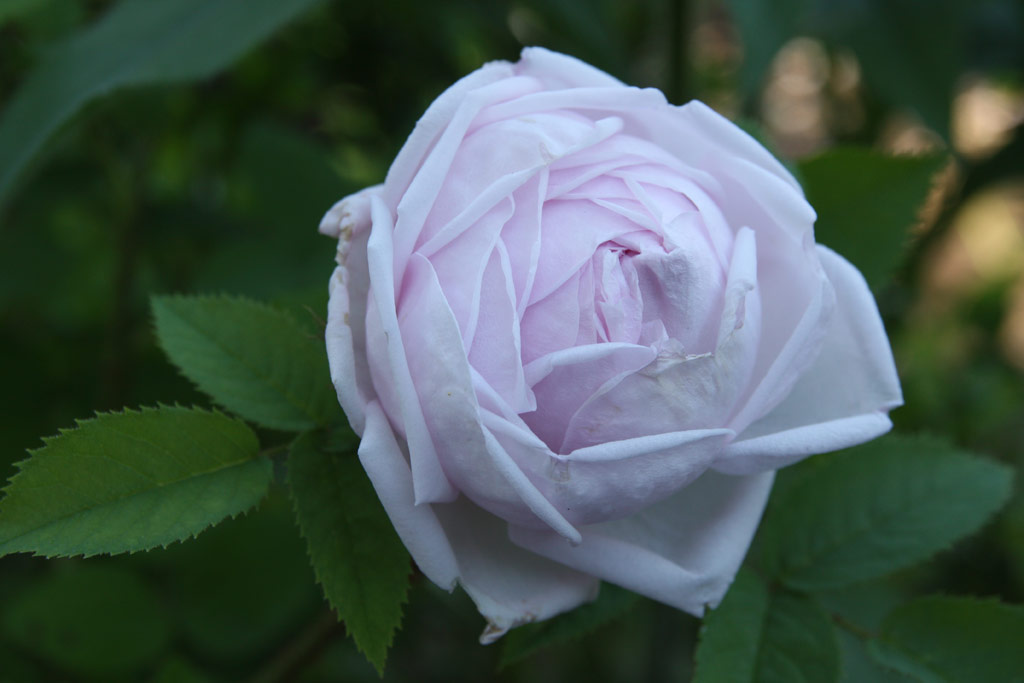 růže Madame Louis Lveque
