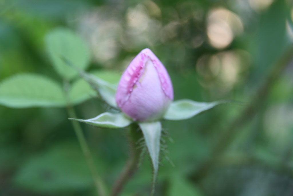 růže Madame Louis Lveque