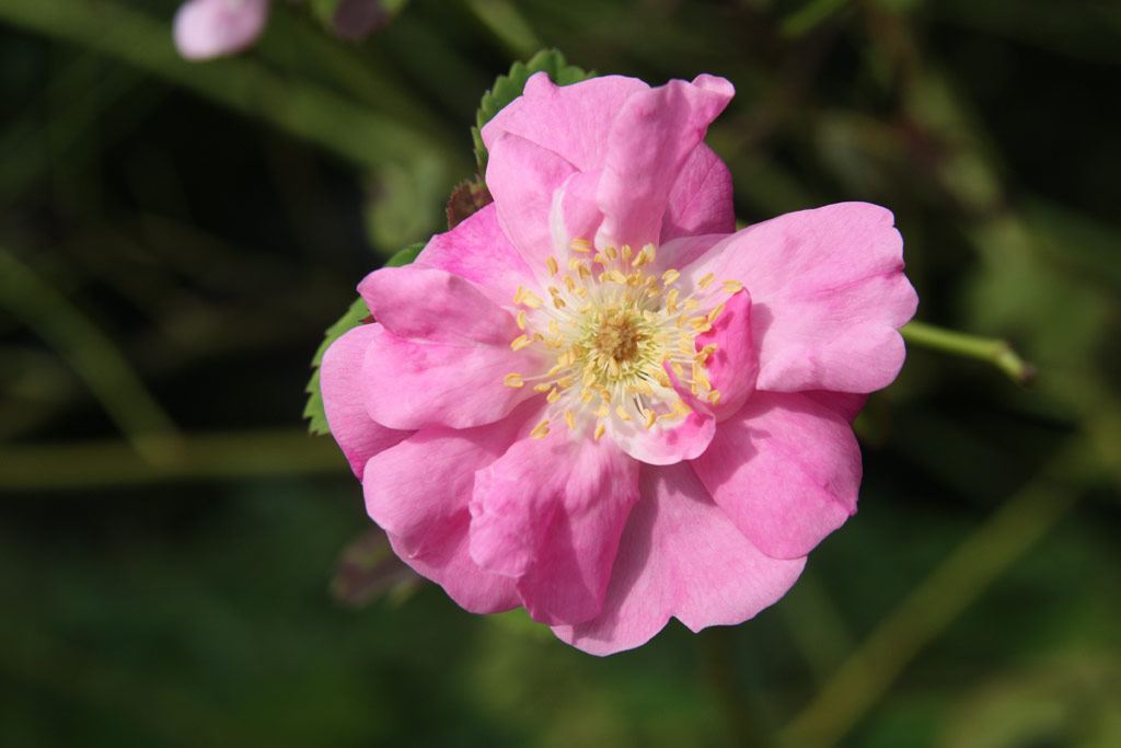 růže Madame Sancy de Parabere