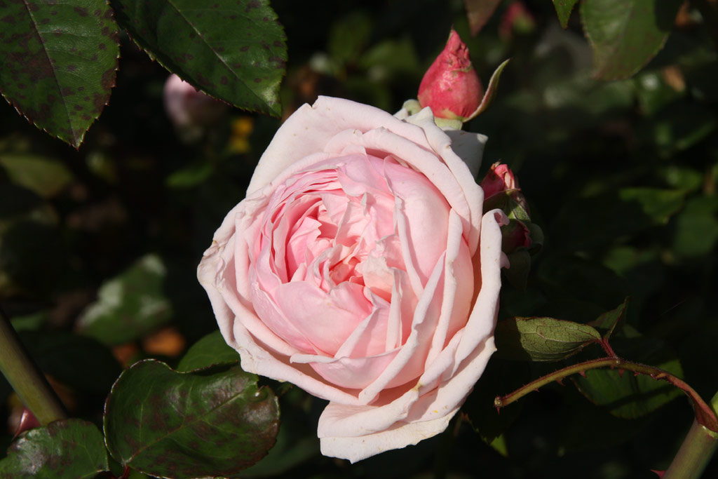 růže Madame Wagram