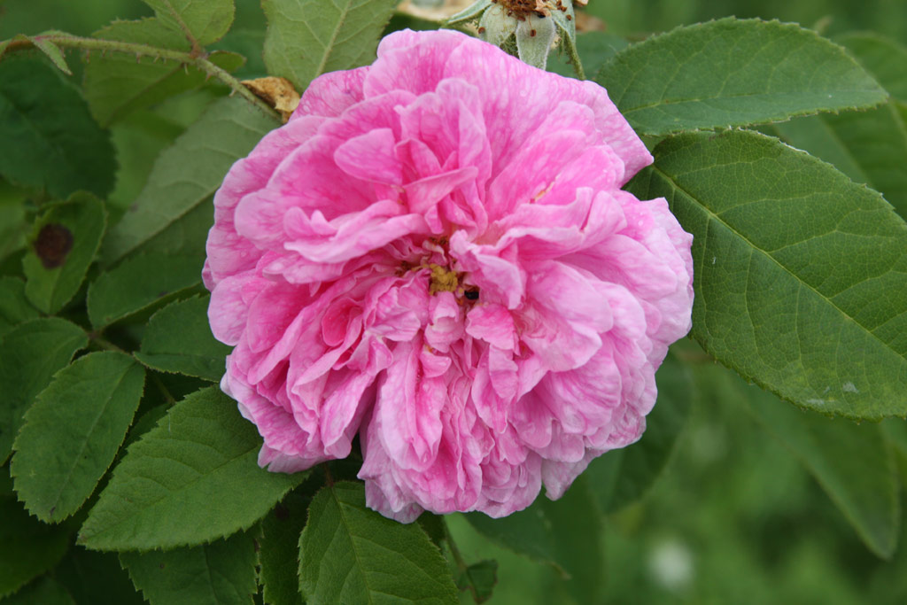 růže Madame William Paul