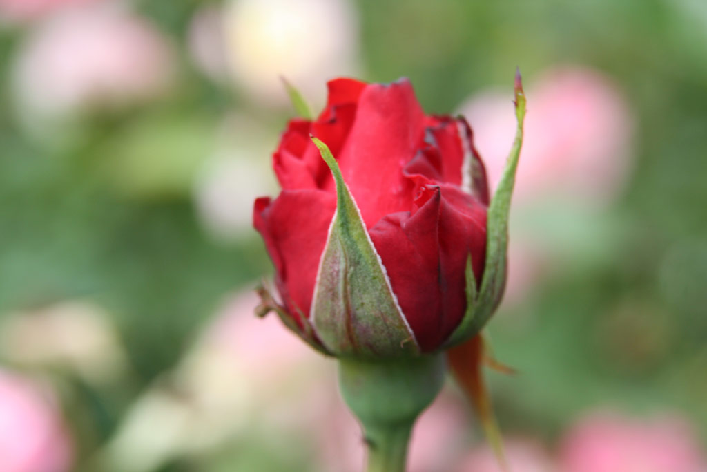 růže Madfalva