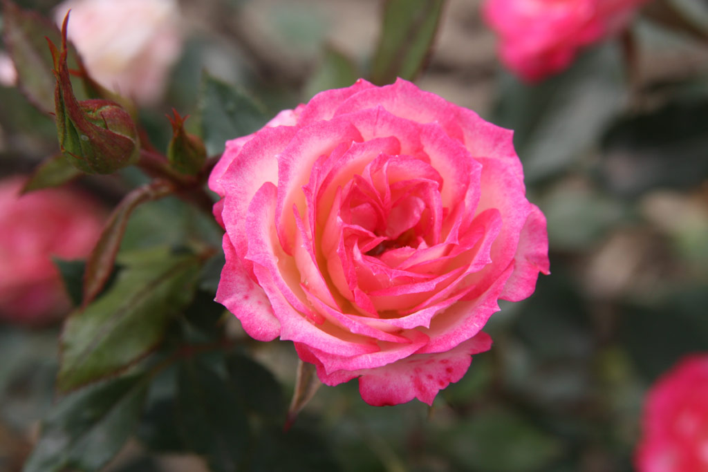 růže Magic Carrousel