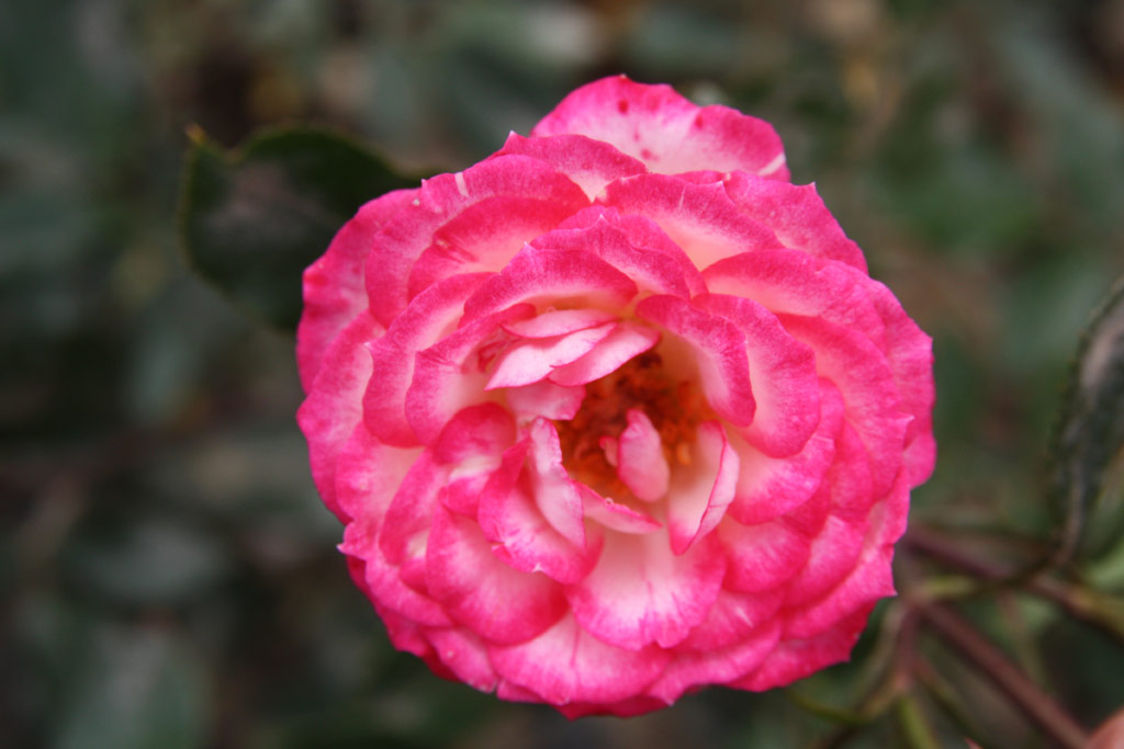 růže Magic Carrousel