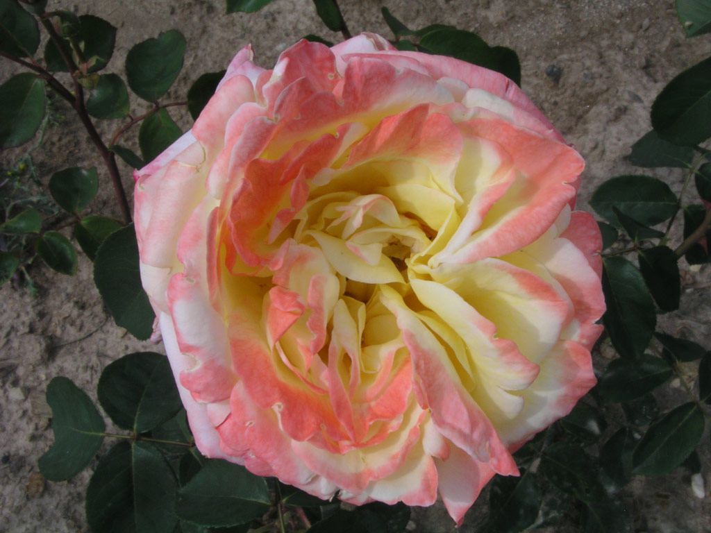 růže Magic Fire (83)