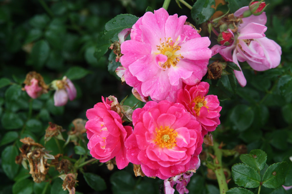 růže Magic Meidiland