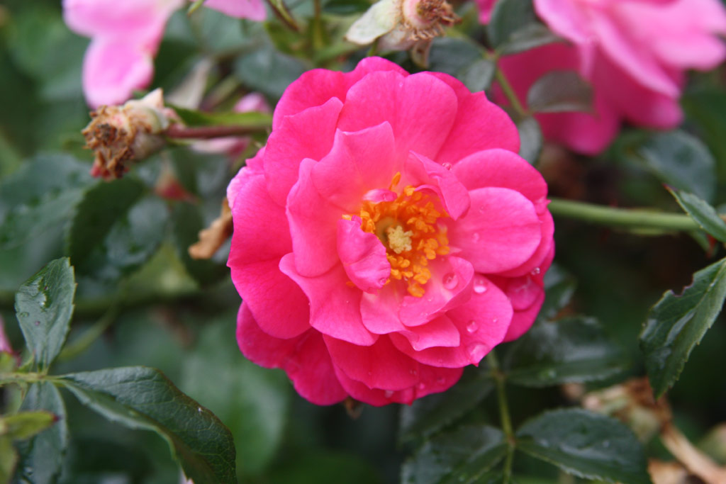 růže Magic Meidiland