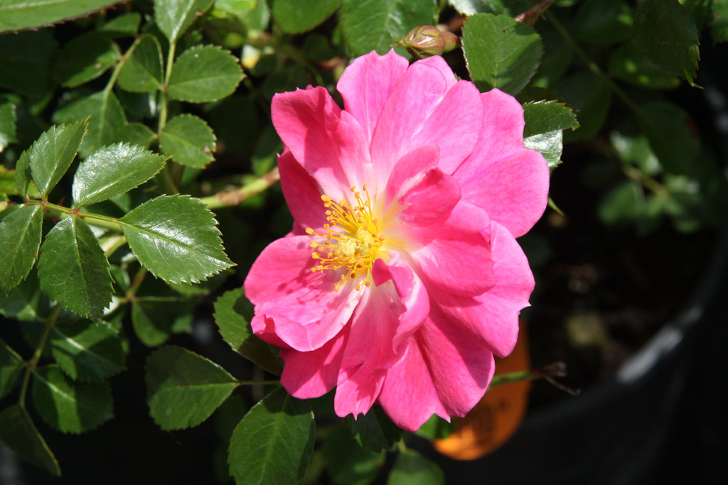 růže Magic Meidiland