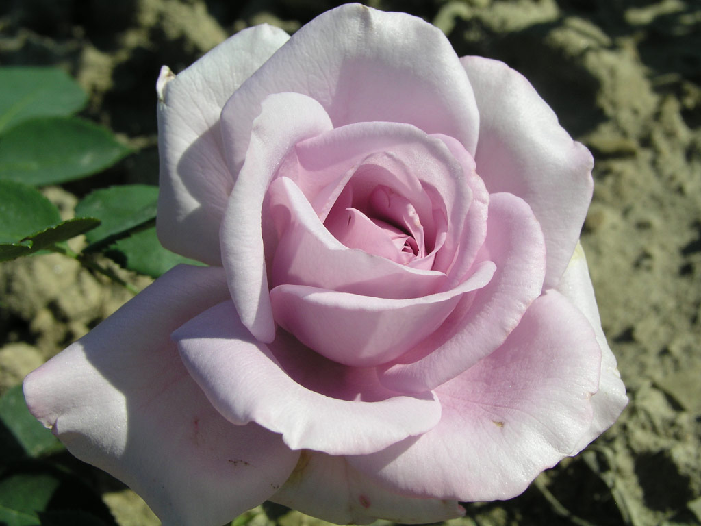 růže Mainzer Fastnacht