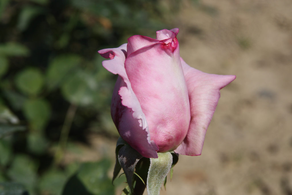 růže Mainzer Fastnacht