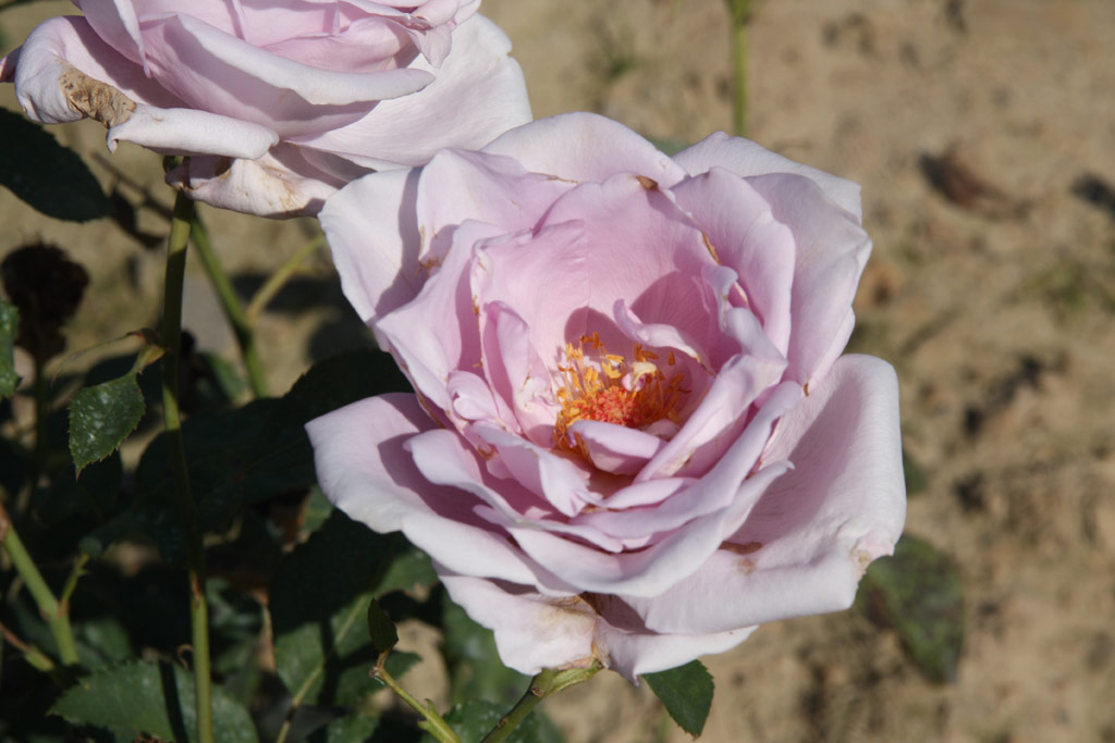 růže Mainzer Fastnacht