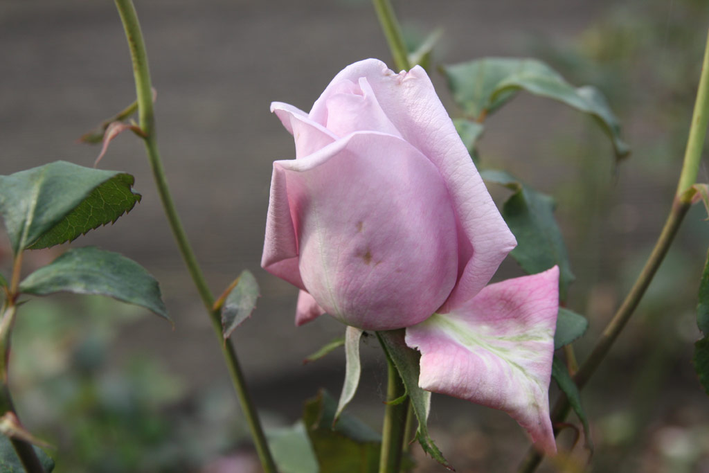 růže Mainzer Fastnacht