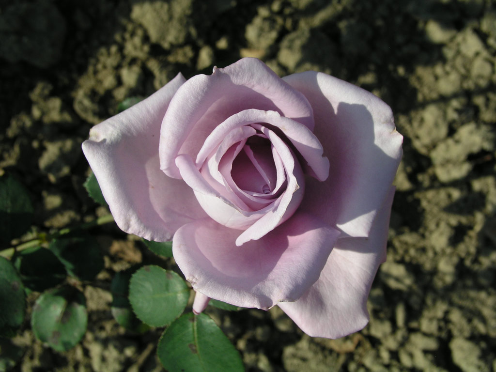 růže Mainzer Fastnacht