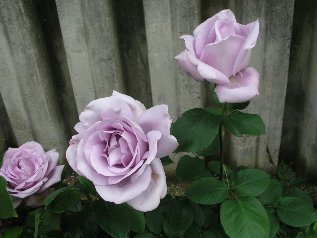 růže Mainzer Fastnacht
