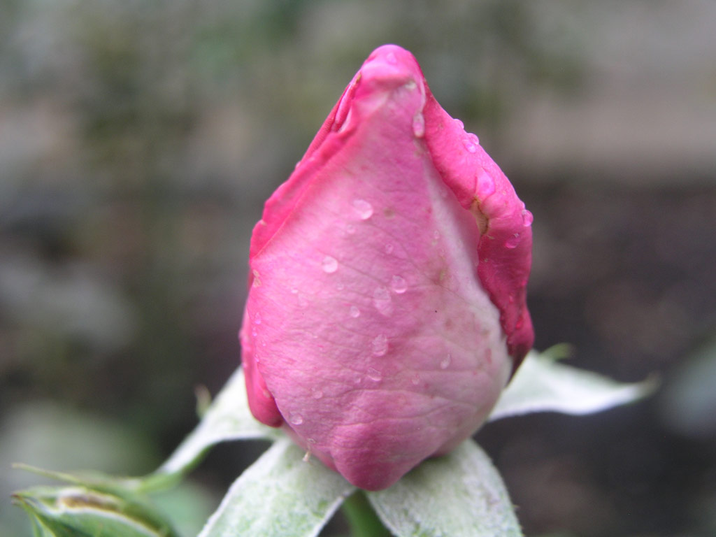 růže Mainzer Fastnacht