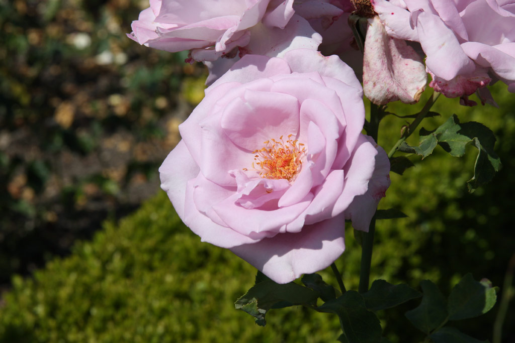 růže Mainzer Fastnacht