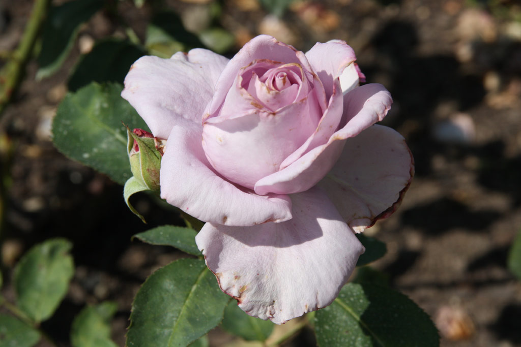 růže Mainzer Fastnacht