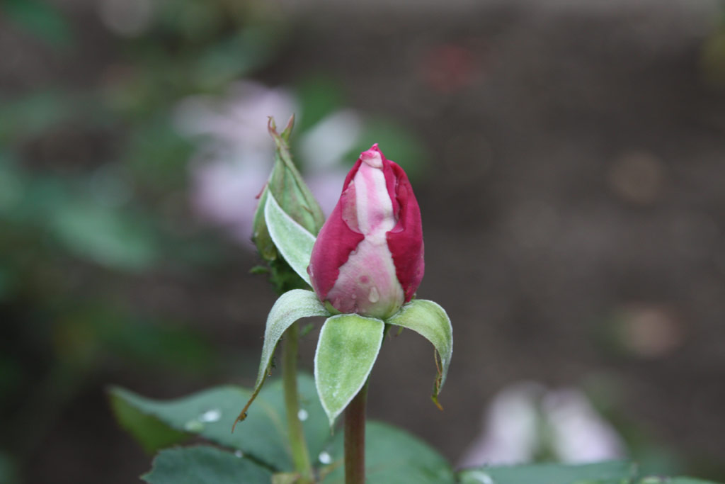 růže Mainzer Fastnacht