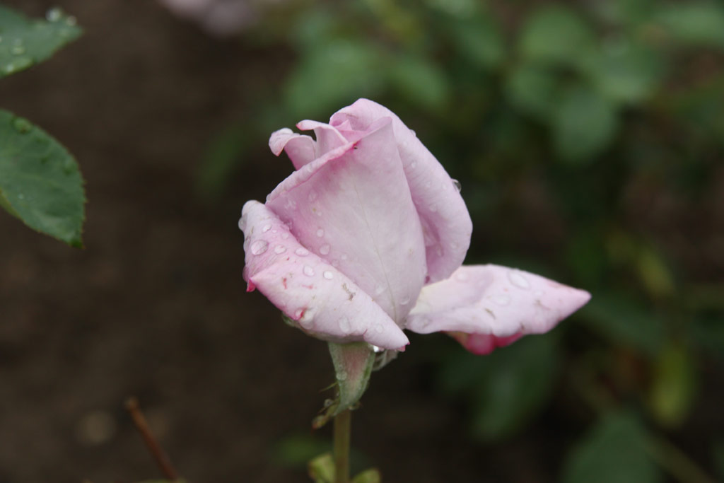 růže Mainzer Fastnacht