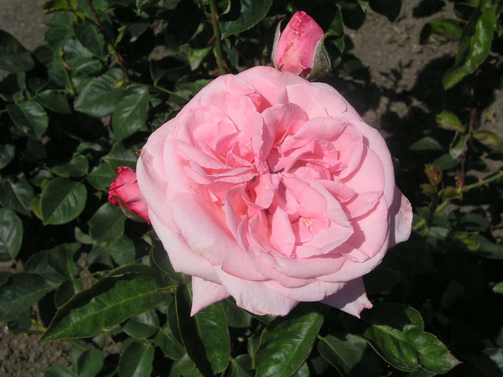 růže Major Gagarin