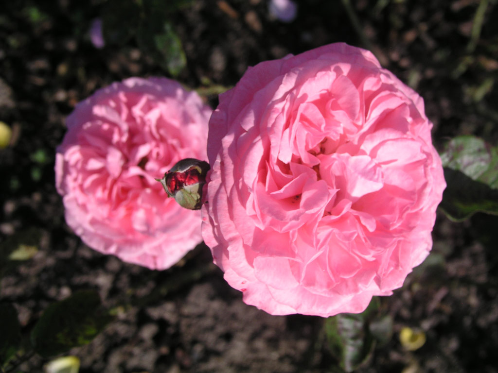 růže Major Gagarin