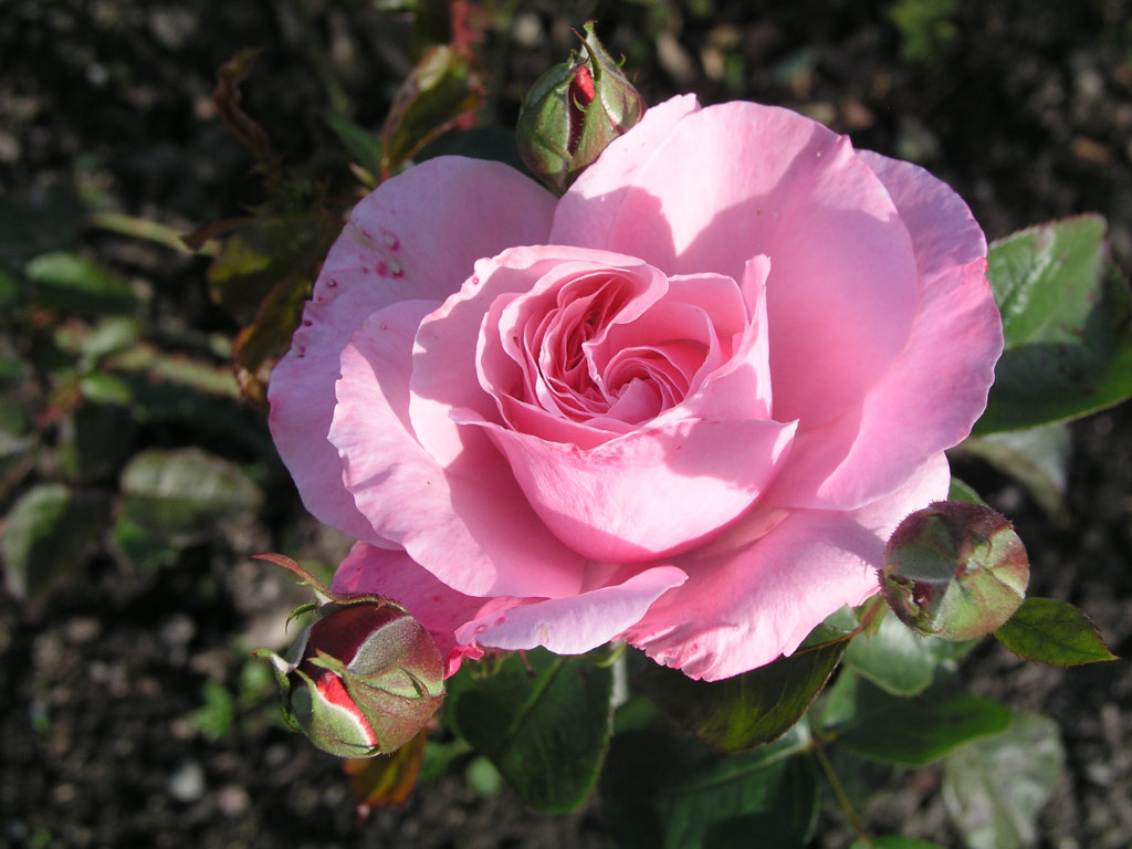 růže Major Gagarin