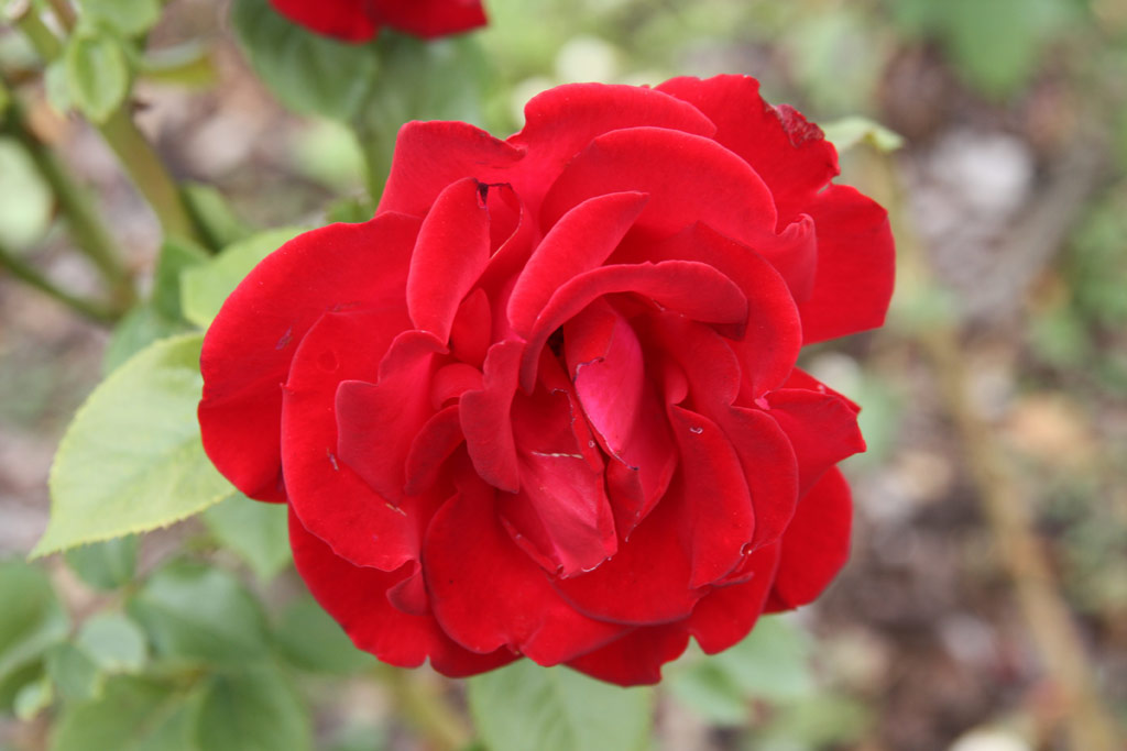 růže Malcolm Sargent