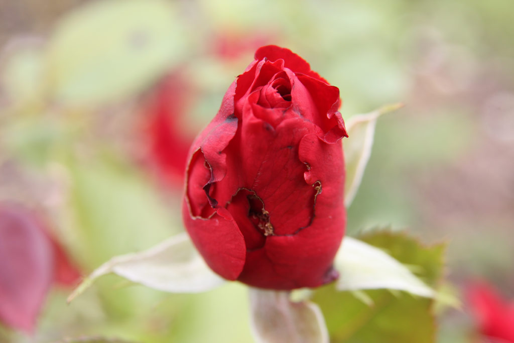 růže Malcolm Sargent