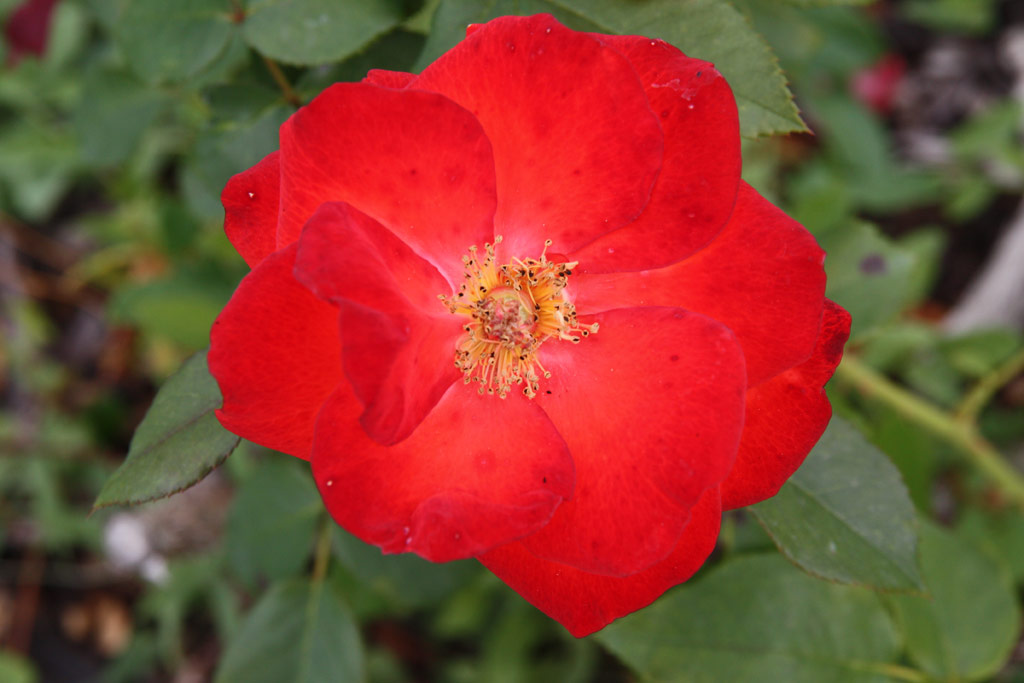 růže Mandarin (Boerner)