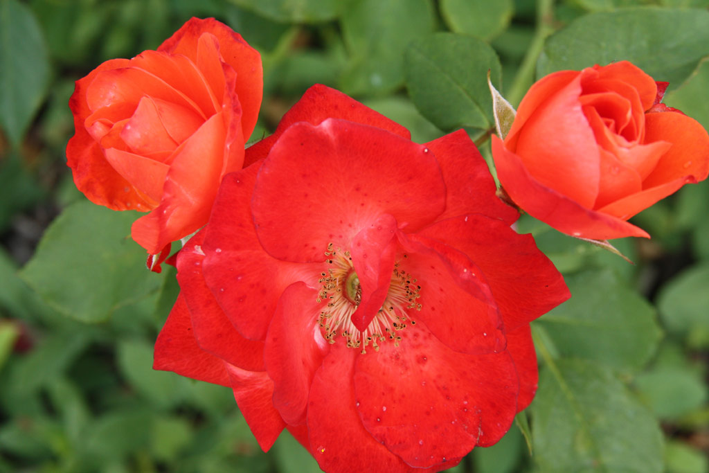 růže Mandarin (Boerner)