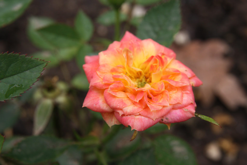 růže Mandarin (Kordes)