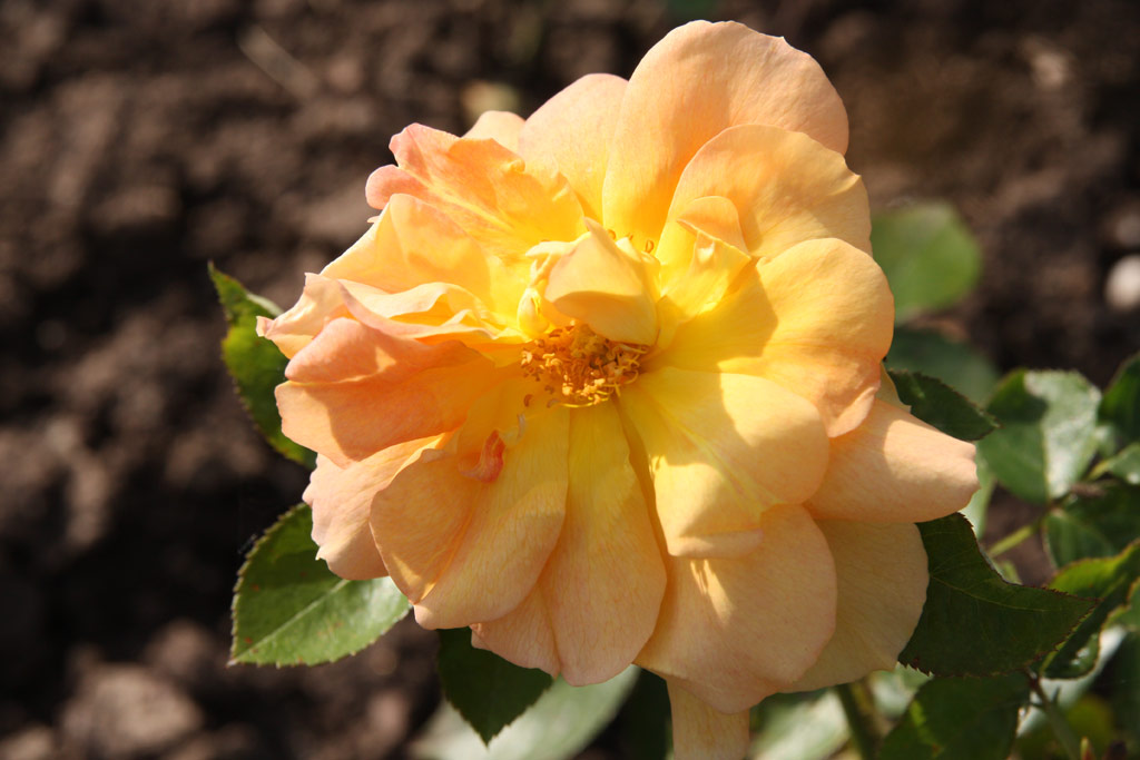 růže Marcelle Gret