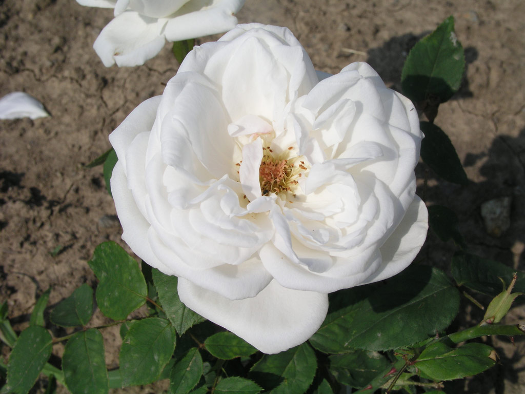 růže Marcia Stanhope