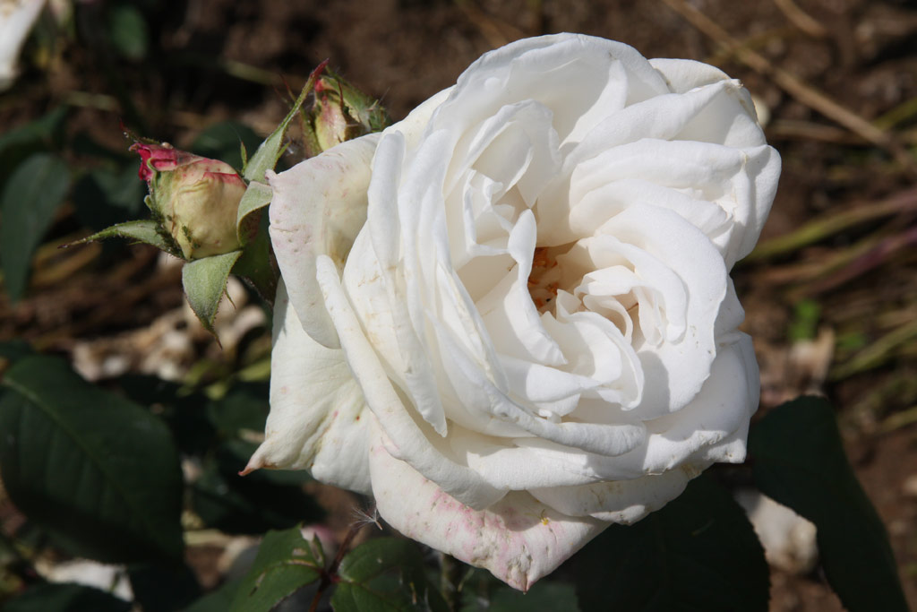 růže Marcia Stanhope