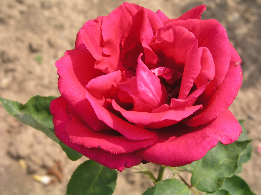 růže Marechal Stalin