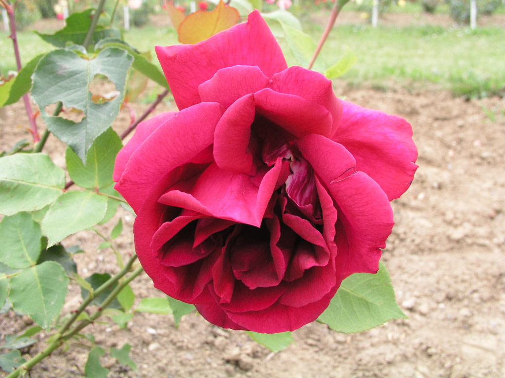 růže Marechal Stalin