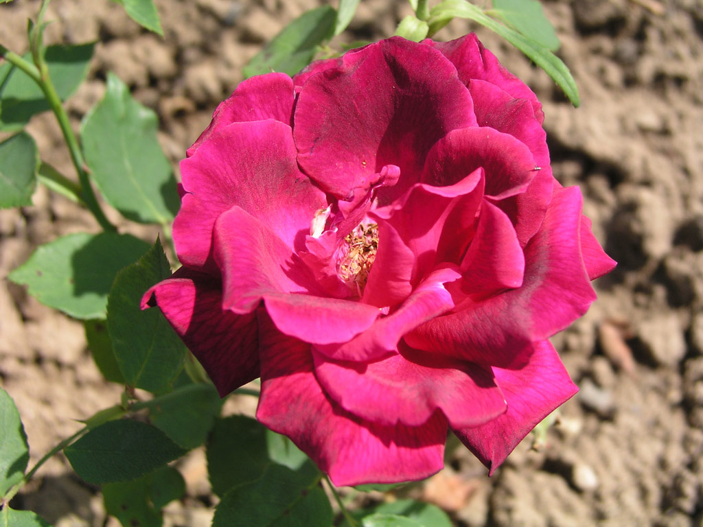 růže Marechal Stalin