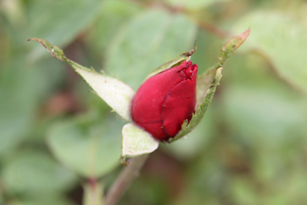 růže Marechal Stalin