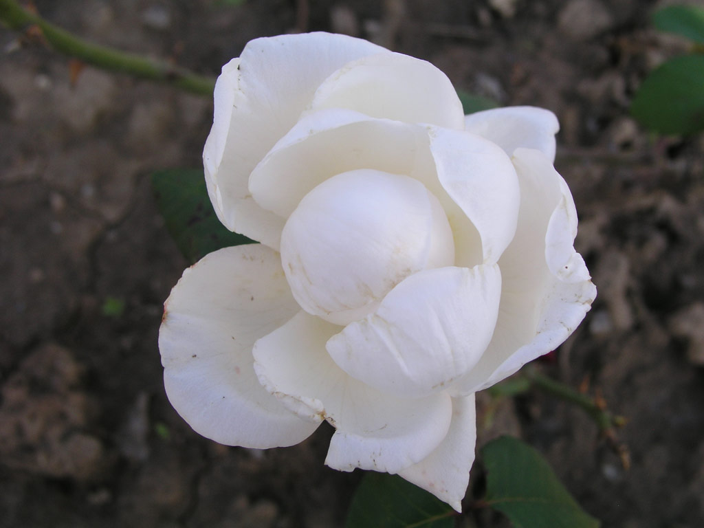 růže Margaret Anne Baxter