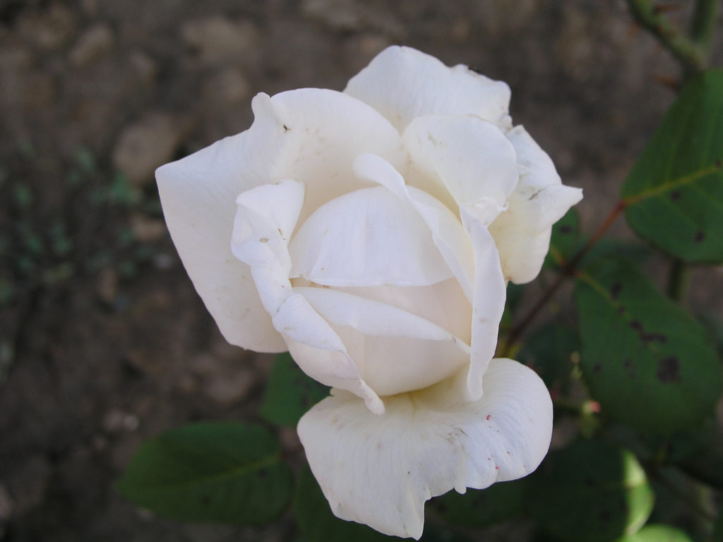 růže Margaret Anne Baxter