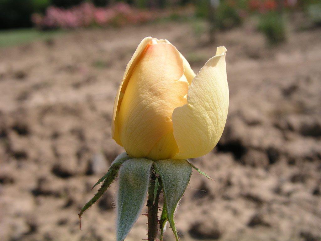 růže Margaret Dickson Hamill