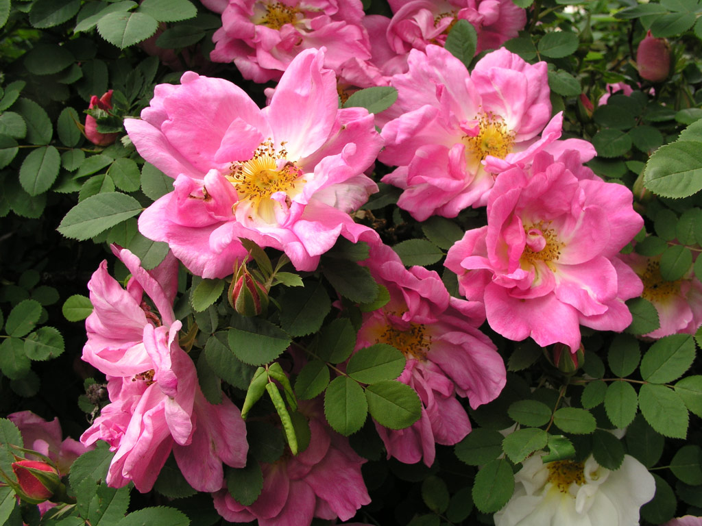 růže Marguerite Hilling