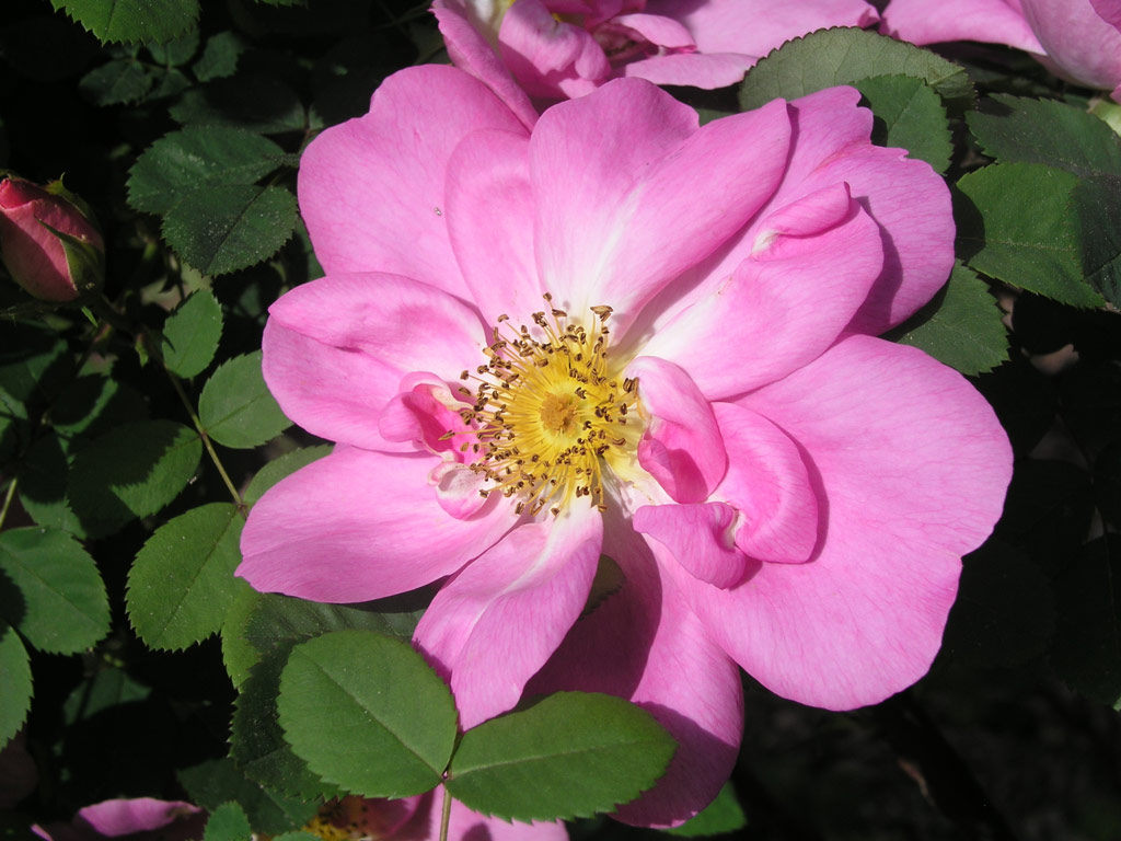 růže Marguerite Hilling