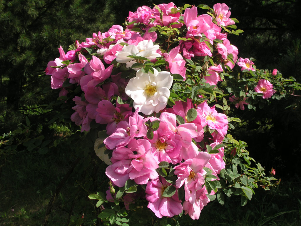 růže Marguerite Hilling