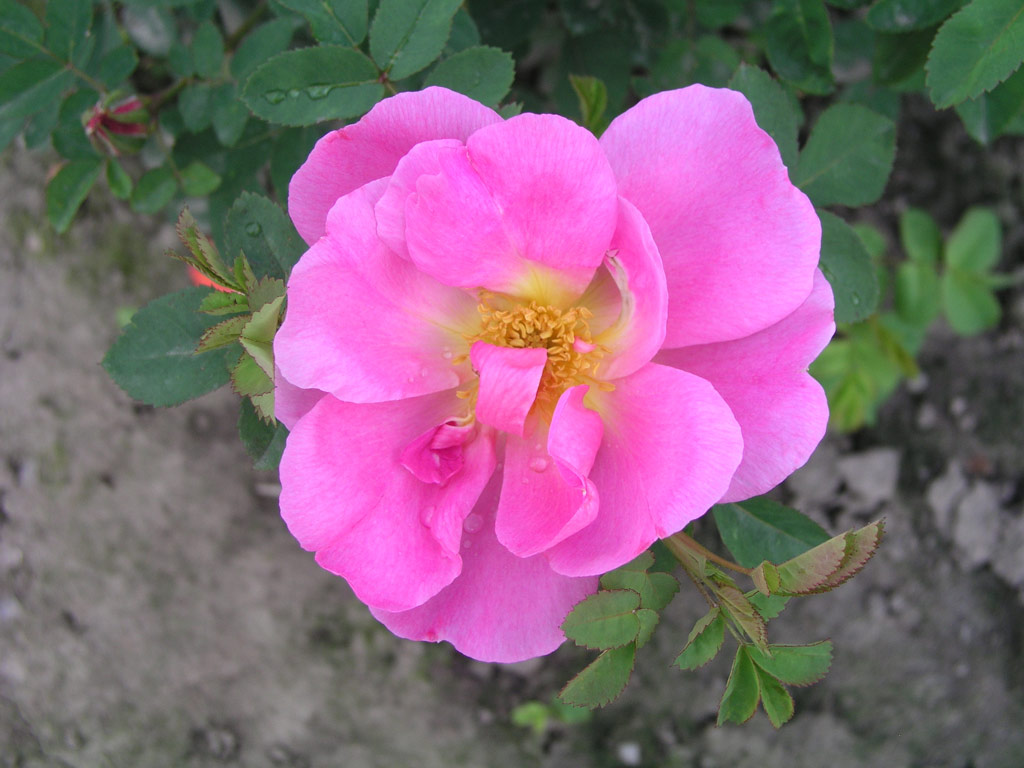 růže Marguerite Hilling